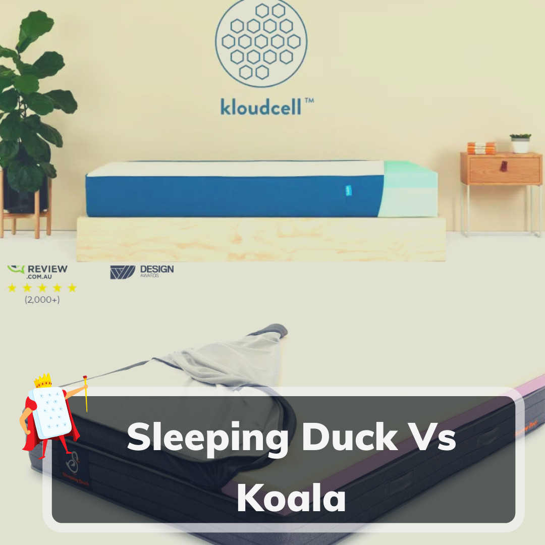 Sleeping Duck Vs Koala - Feature Image